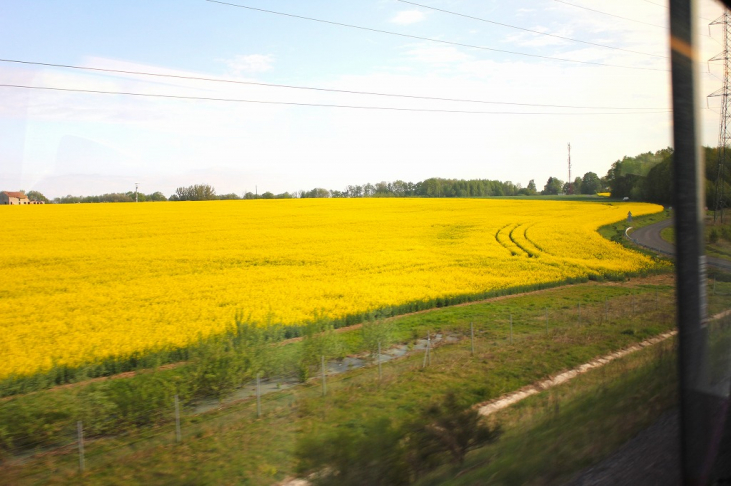 【ハチミツ】プランタン（春の花）のはちみつの特徴