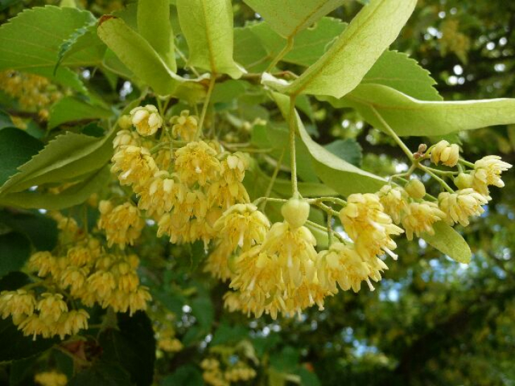 【ハチミツ】ティユール（菩提樹・リンデンの花）はちみつの特徴