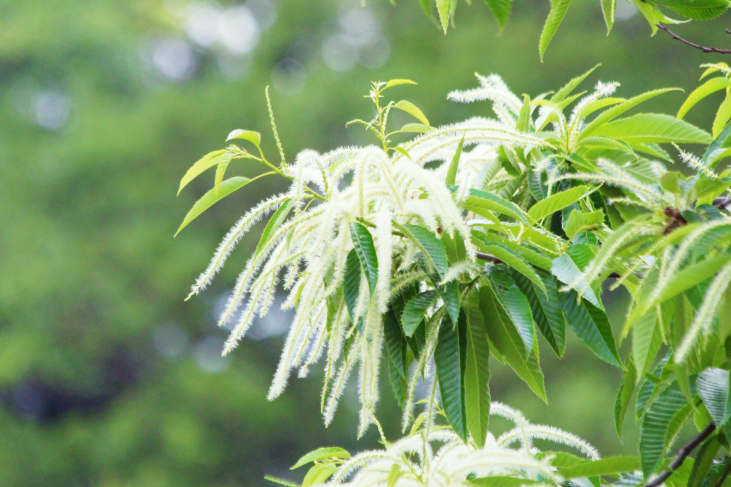 【ハチミツ】シャテニエ（栗の花）はちみつの特徴